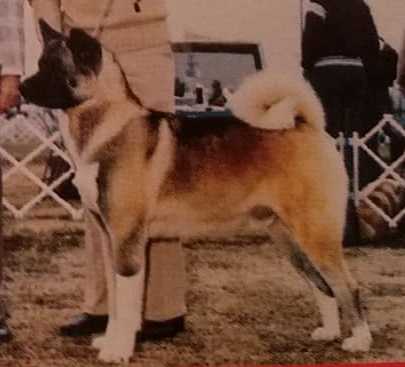 AKC/CAN CH Frerose's Shiraito