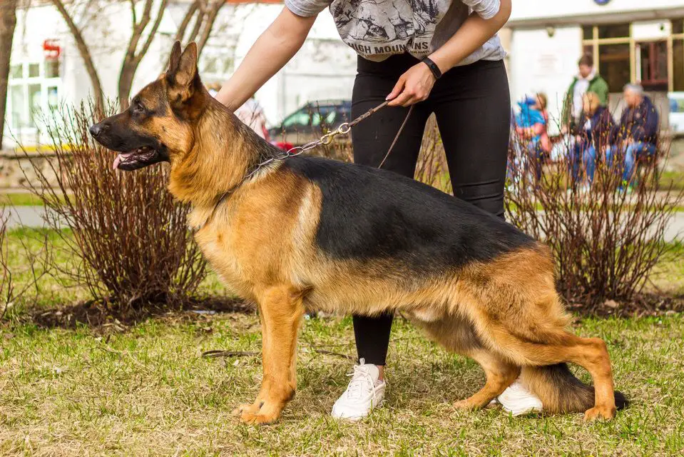 Iridiy von Haus Devartis