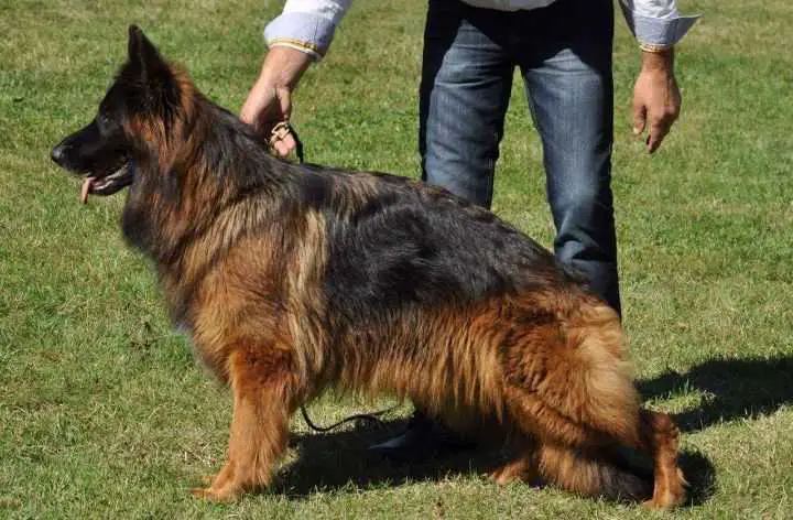 V Ioudelyss du Lunoxa