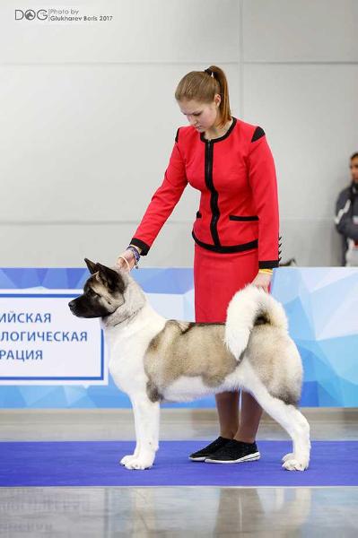 RUS/RKF CH, RUS JCH Serdtse Voina Dzhemma