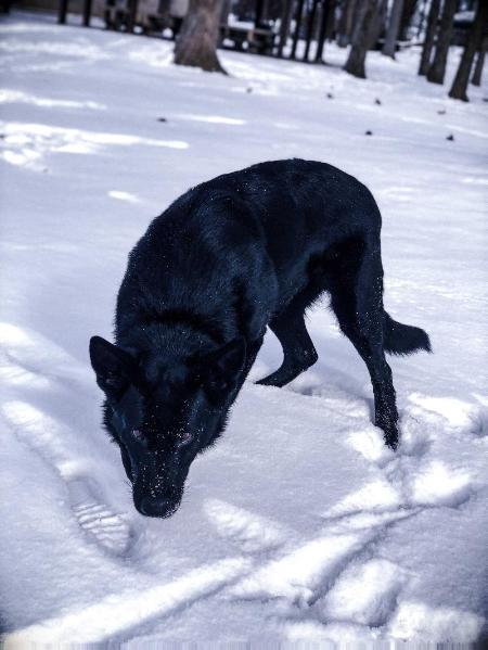 Atsila Furia infernalis