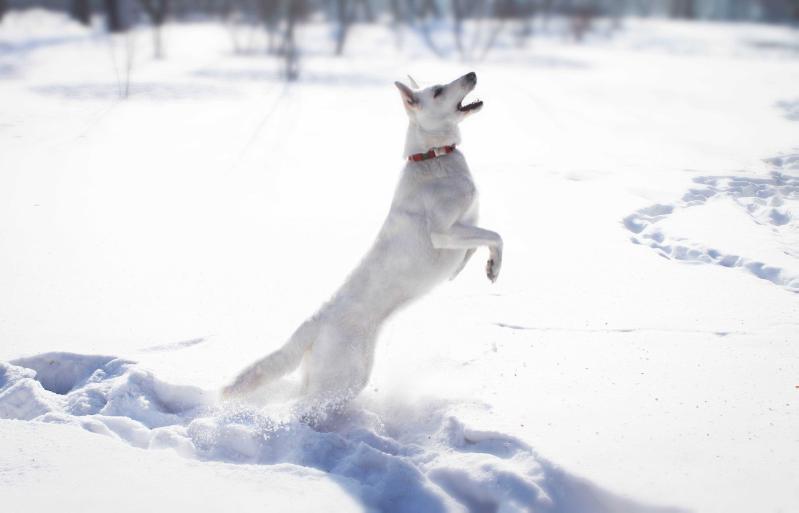 CHRUS, RKF ABSOLUT WHITE GREAT WIN