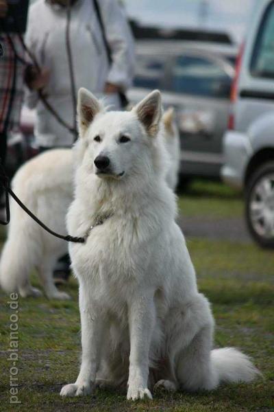 Cain Bandit vom Winnenthal