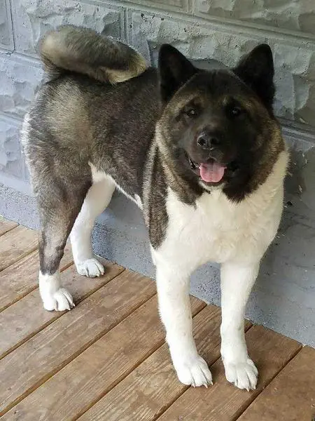 Tamotsu Dancing Willow