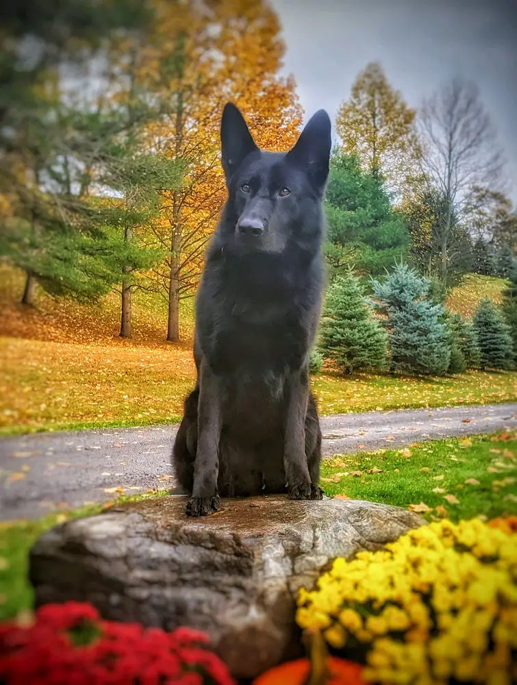 SG Yuma vom Sitz von der Hose