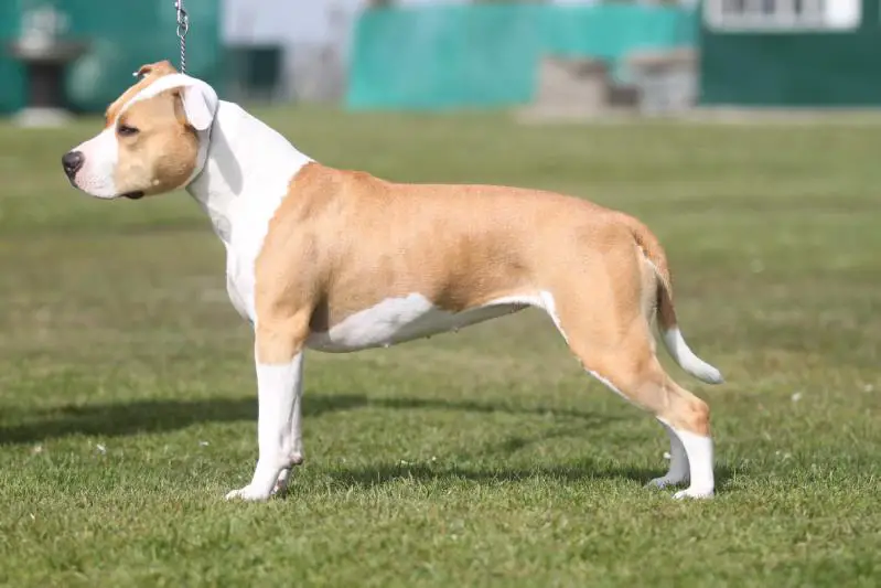 The kids best Frend's Candy