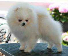 Ta Bozi's Big Beginning Of A Dream