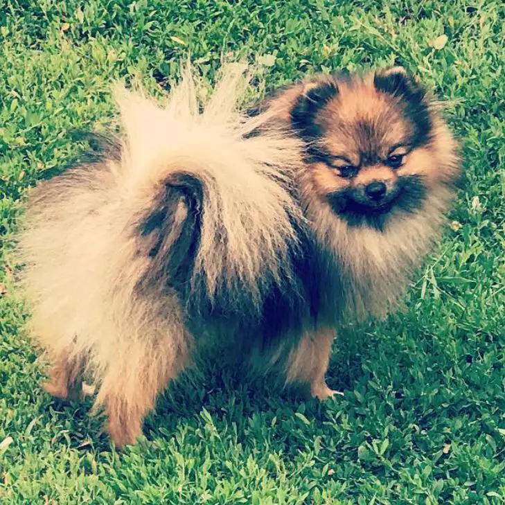 RIVIERAS THEY CALL ME MR PRINCE