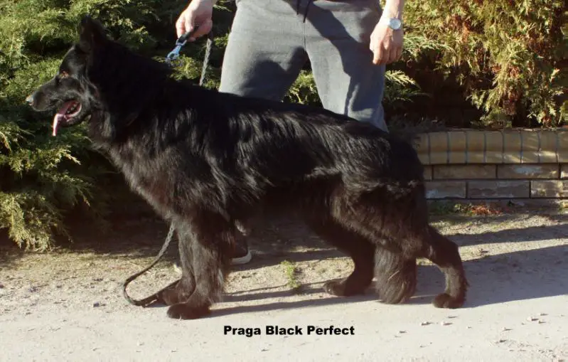 Praga Black Perfect