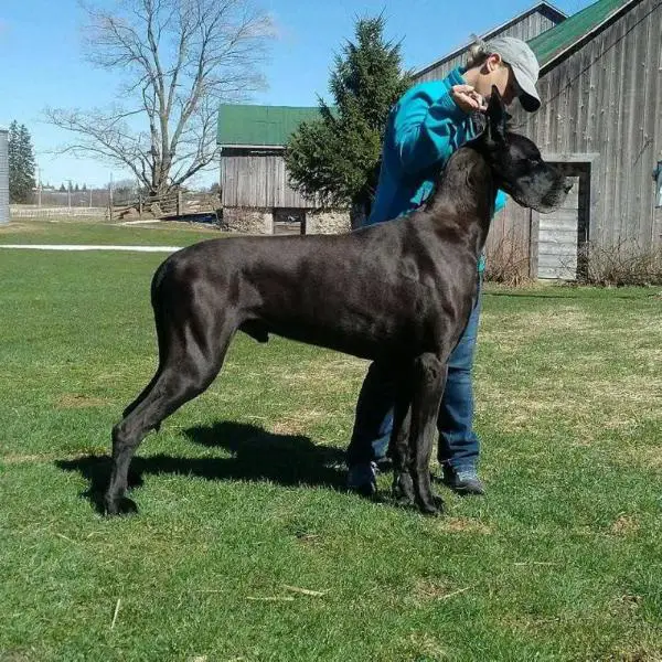 Cupar's By The Book Of Dantry