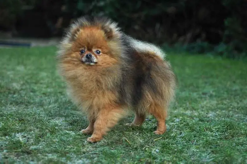 Drakedram The Fortune Teller