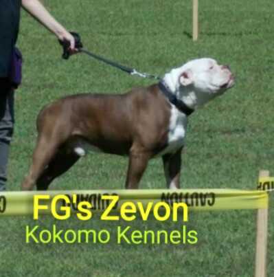 FG's Zevon