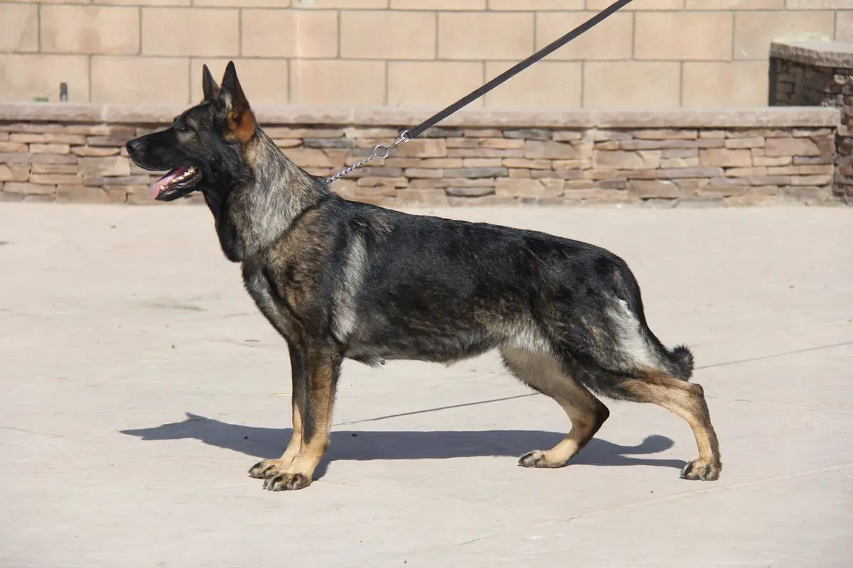 Aquarius Pollie Piranha Von Diamond