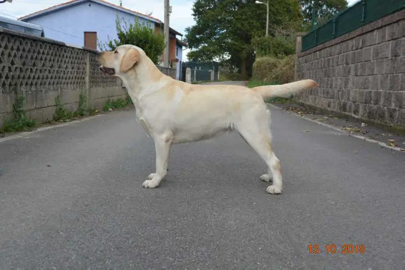 Helen´s Mirakle Daria De La Manada Astur