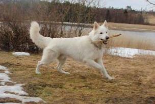 Erövrarens California Blue