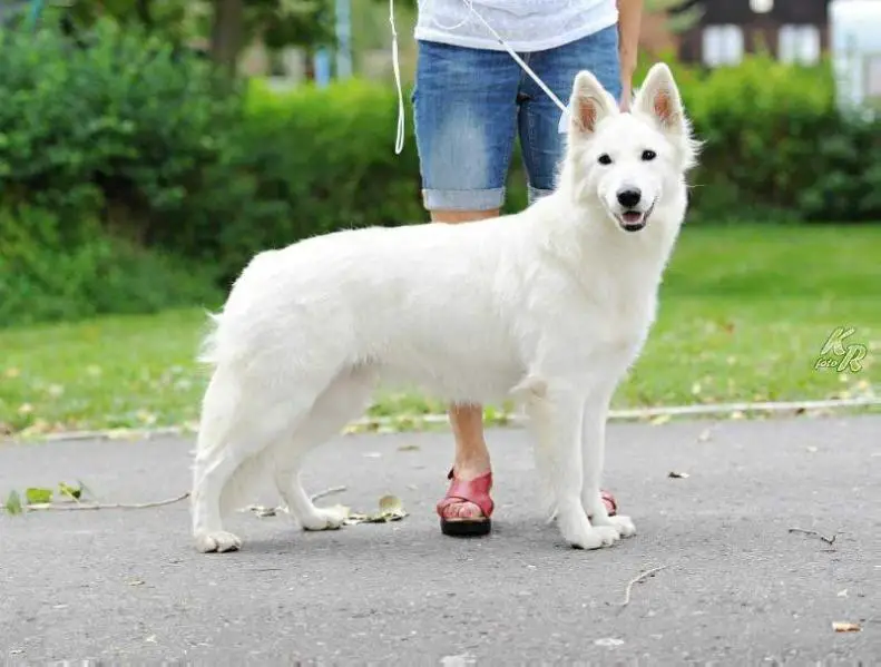 CAC Lotty z Blatenských luk