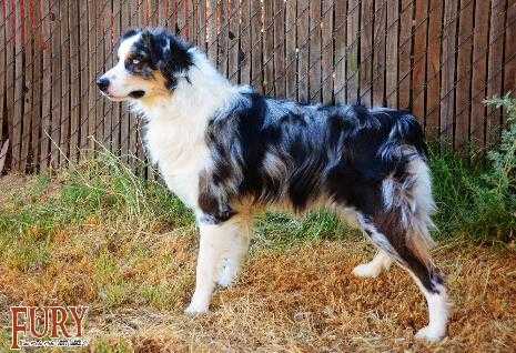 BLAZIN' SUN FIRST MATE