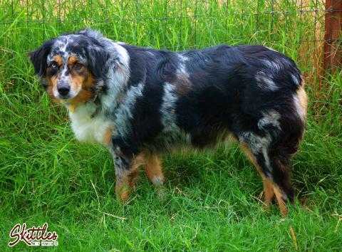 MOTTS CROWNING SKITTLES TREE