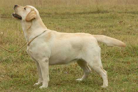 CH INT, GRAND, RUS, BG Illain Vittoria Happy Crumb