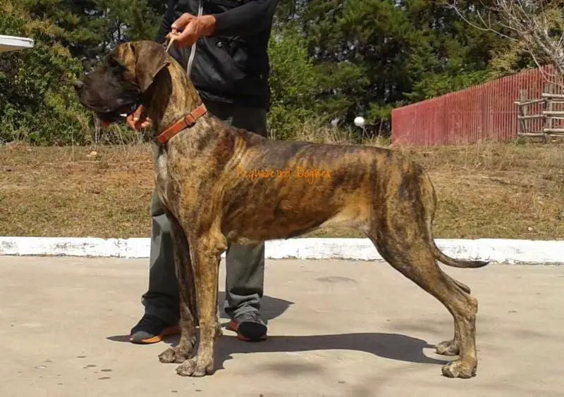 BRACH PANCH Daude Tig da Fazenda Aruanda