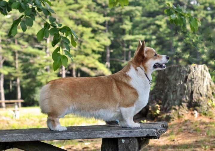 Cromen Hill Heart of Gold