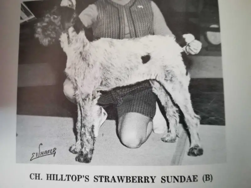 CH HILLTOP'S STRAWBERRY SUNDAE