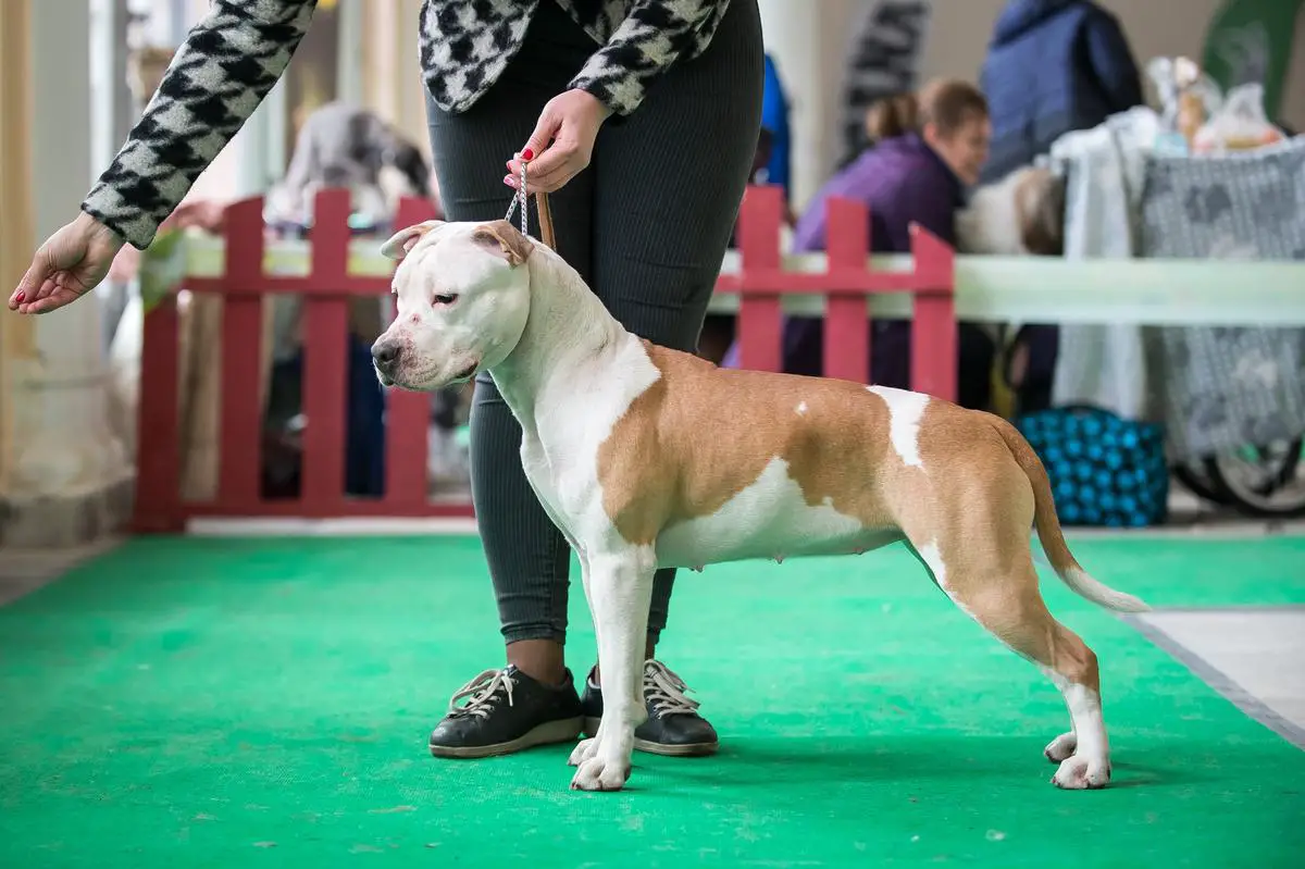 JCH UA, CH UA Ray Set Kartel