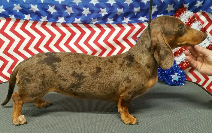 HR Tuckers Chocolate Xena MSD