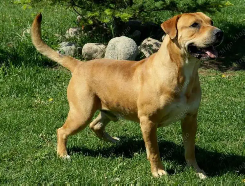 LV CH GOLIAT DE ALMALLUTX