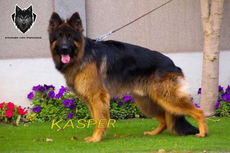 SG Kasper vom Mellifluous