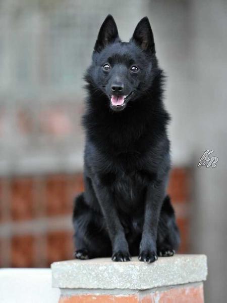 Excelent EDWARD Nubika