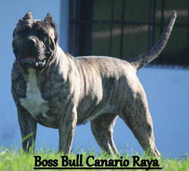 Boss Bull Canario Raya