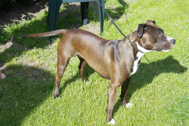 CH LV, RUS KJUNO-URSULA