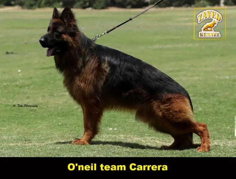 O’Neill team Carrera