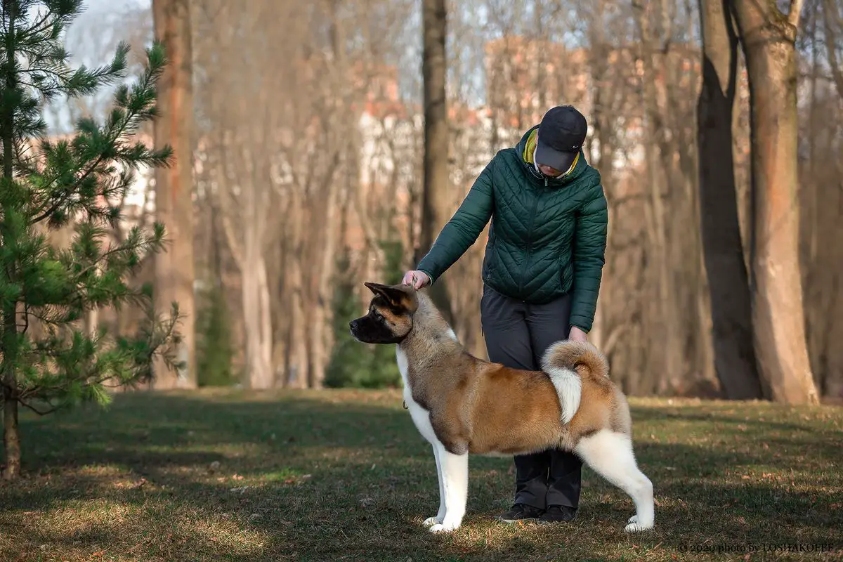 Redient Zest Of Cake