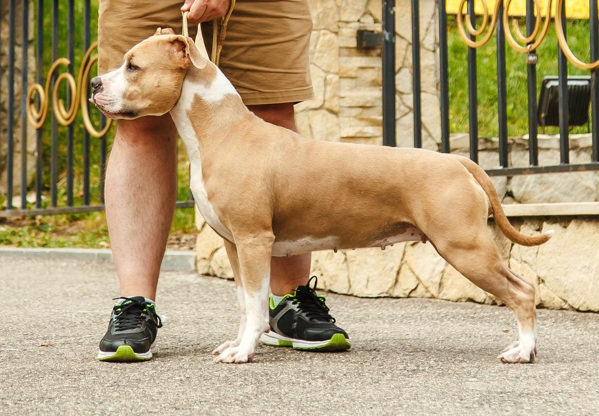 Int.Ch. J.Ch.PL, Ch.PL Ch.Balkan, G.Ch.BG, G.Ch.MD Soul of Imagination ATHENA