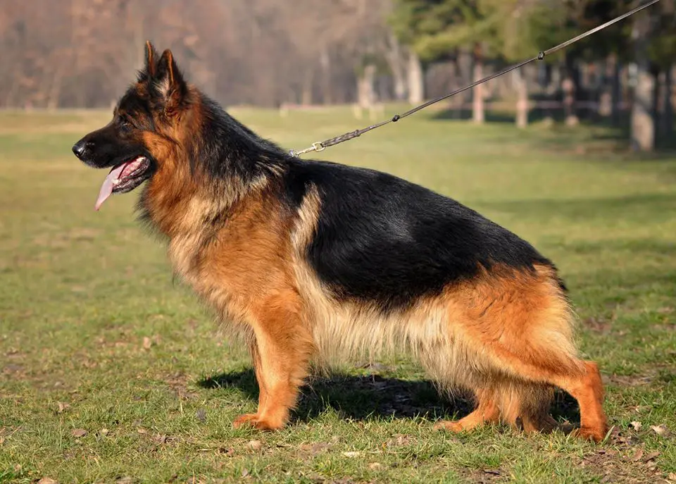 JCH, CH RU Rus Gerts Adell Oks