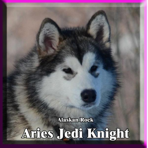 Alaskan Rock Aries Jedi Knight