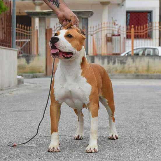 HOLLYWOOD AMSTAFF AMERICA