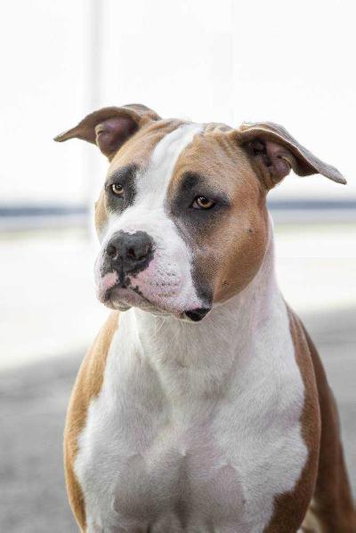 Inter Champion , CH, JCH Blue Fawn Anabel Secrete Devil