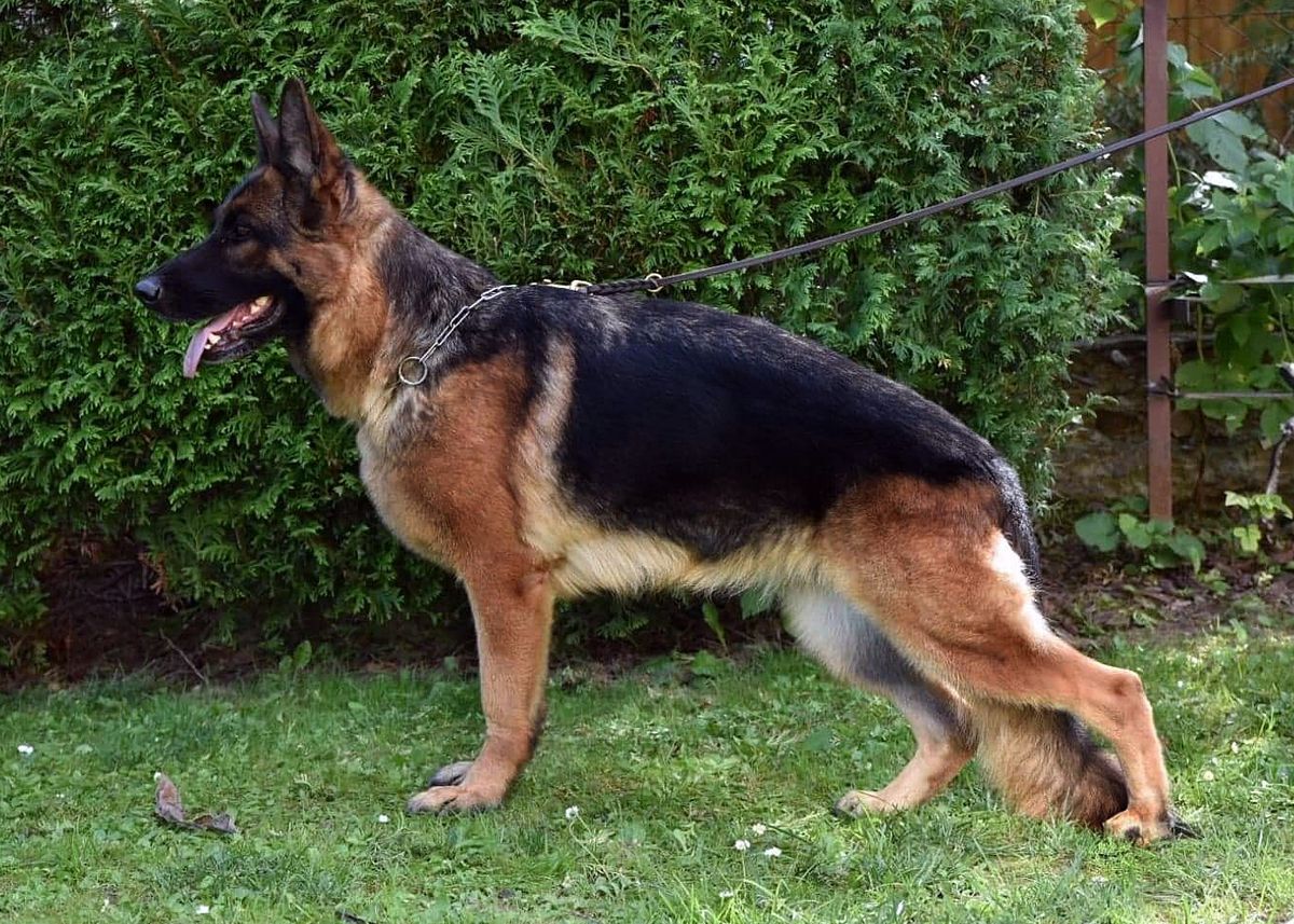 SG1 Xana von Team Hühnegrab