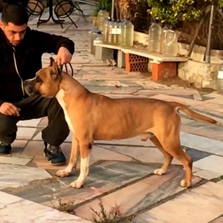 Thunder Bully Cancerbero