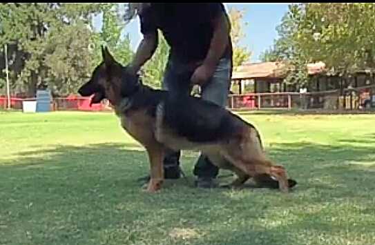 Nasa Brioso de Cuncumen