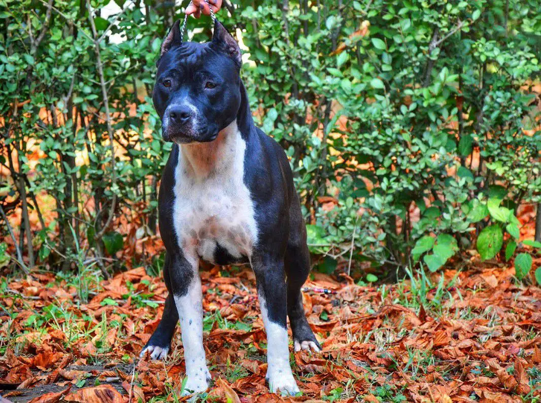 HJCH   BG.CH  BG.GRCH Adamas Amstaff Anga Nomen Est Omen