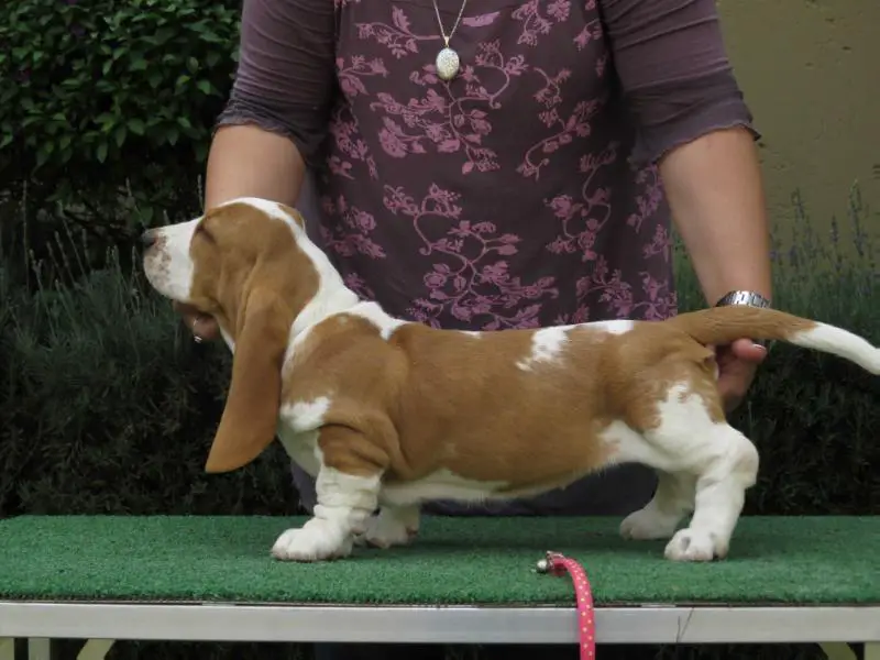 CH MEANDRO GUILIA MIDESTINO