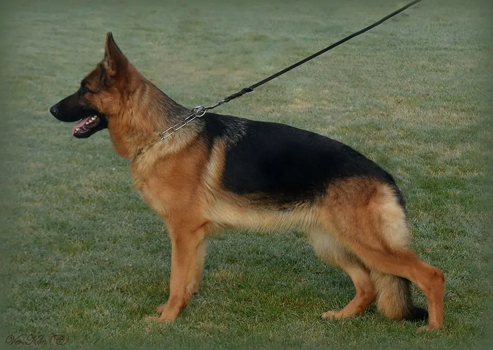 V Enny Red Hurricane