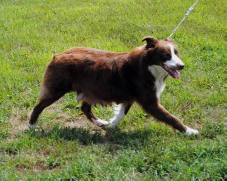 CH SPRING CREEK'S SOPHIE