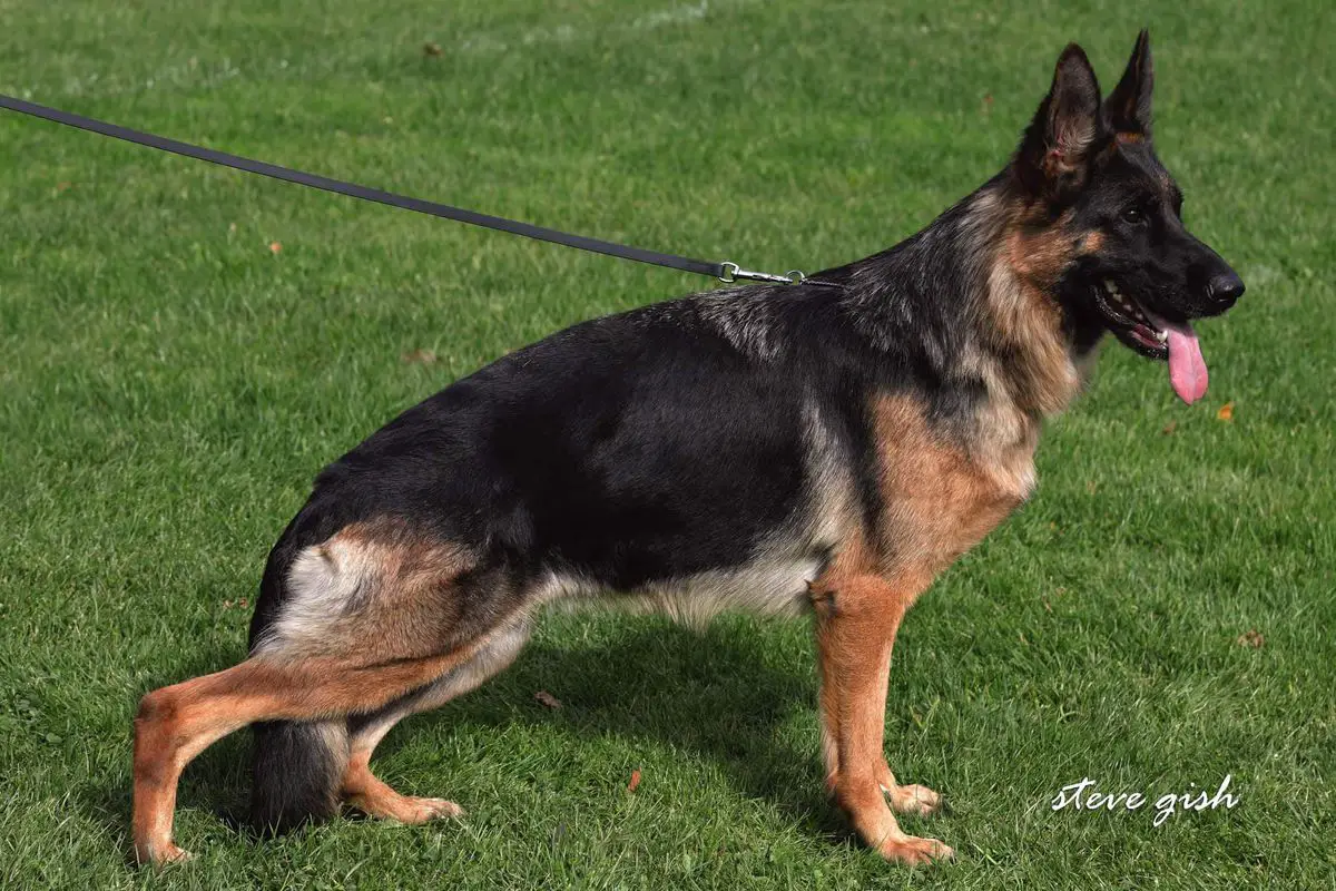 Penelope vom Hägerbrunnen