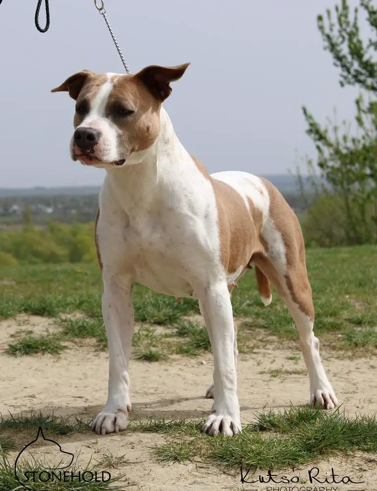 Moonlight Shadow Rockstone