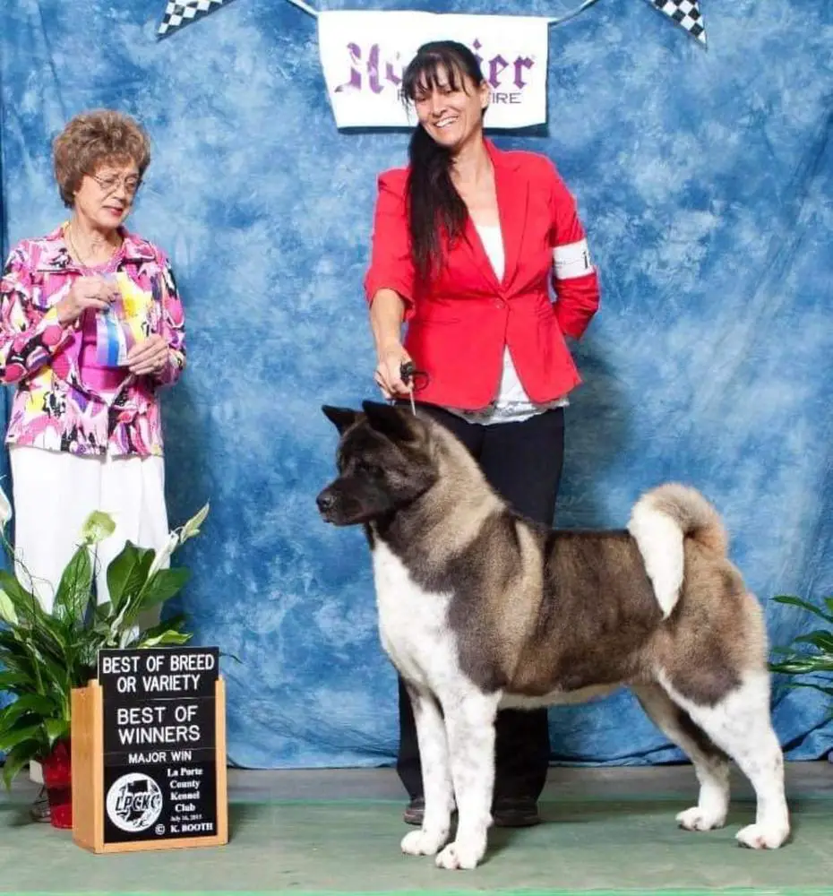AKC CH Day Dream's Love At First Sight